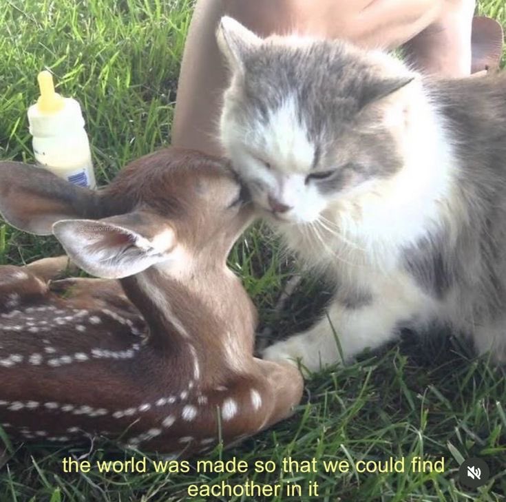 ˚ʚ♡ɞ˚ (@lovelycutedaily) on Twitter photo 