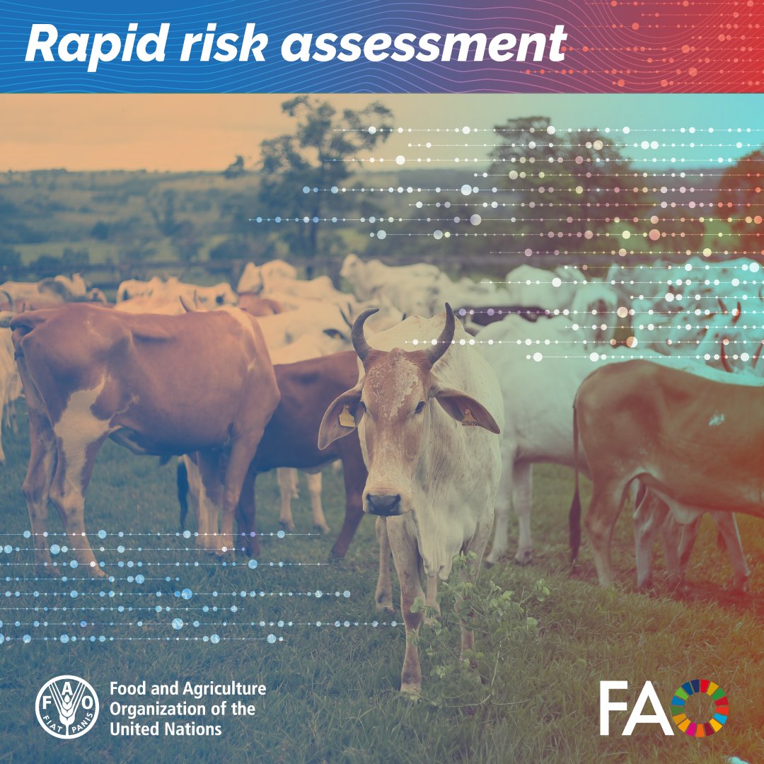 FAOLivestock's tweet photo. 📄 New @FAO rapid risk assessment!

Spread of foot-and-mouth disease (FMD) virus serotype SAT1 in North Africa, Central, South and Western Asia, and South-Eastern Europe.

Updated findings since March 2025 and key recommendations for Members.

🔗https://t.co/TjGkFgt28G https://t.co/mul9PfCnz4