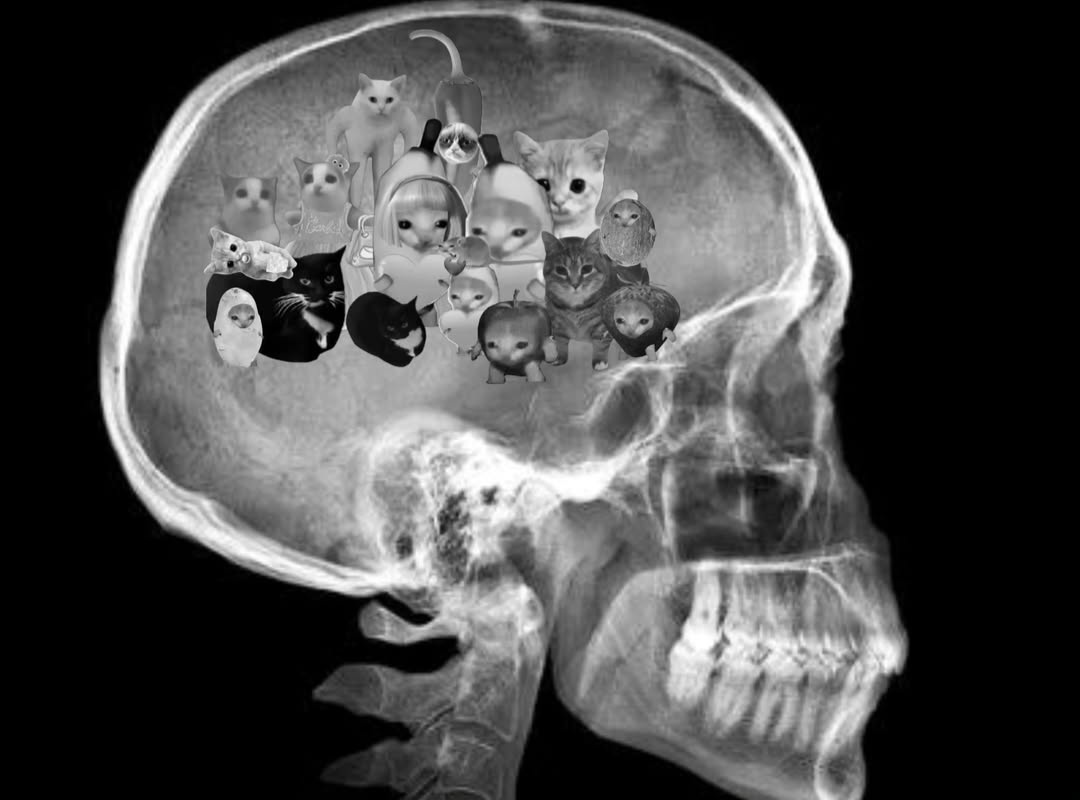 میوز tweet media