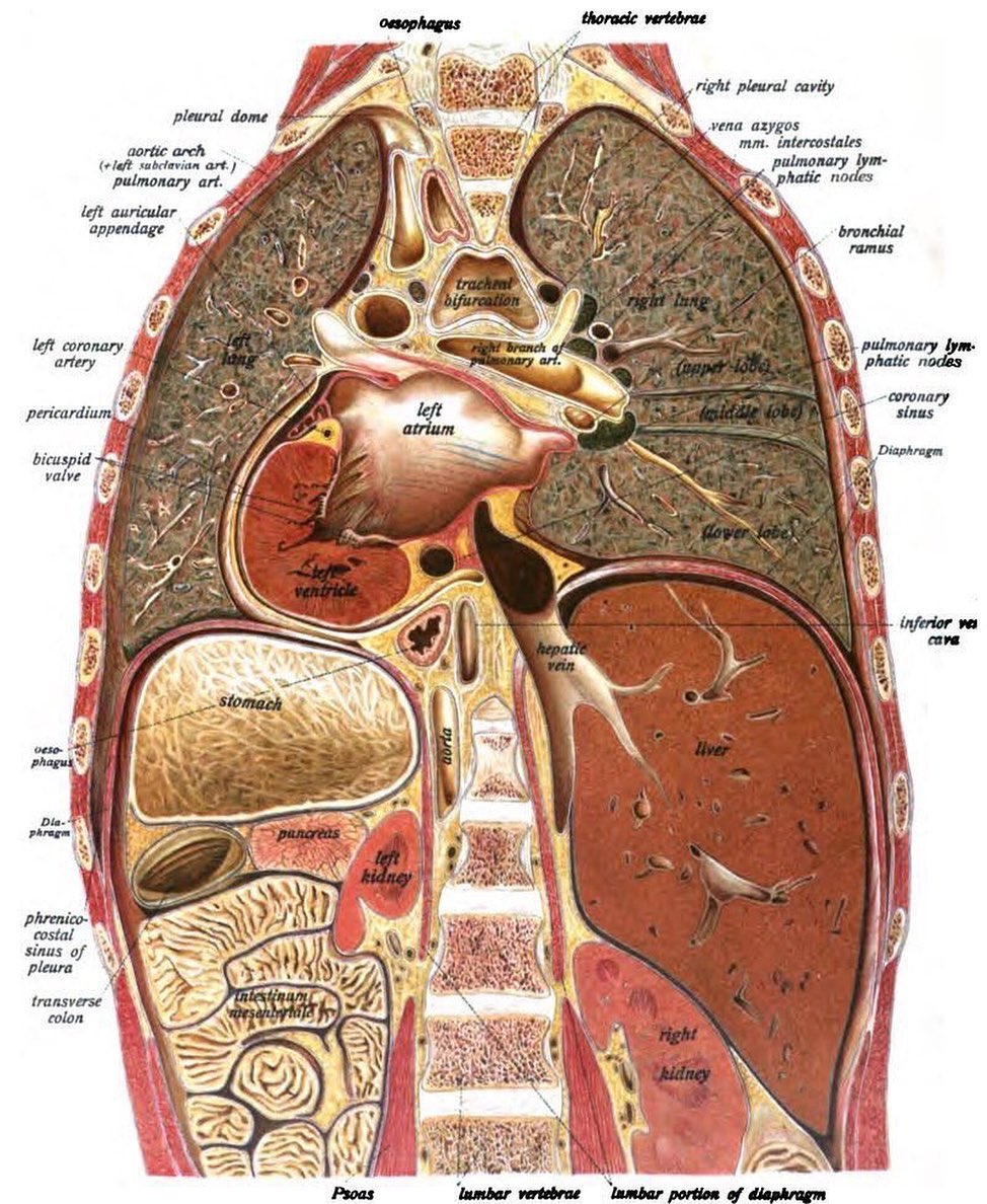 PastMedHistory's tweet image. Beautiful coronal section of the thorax and abdomen from Johannes Sobotta's atlas of human anatomy, 1st published in 1904 #anatomy #histmed #historyofmedicine #pastmedicalhistory