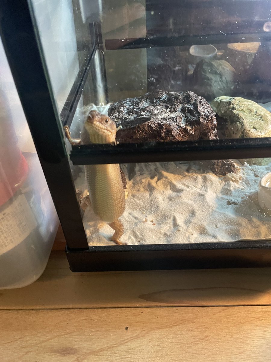 おかわw
＃ストケスイワトカゲ