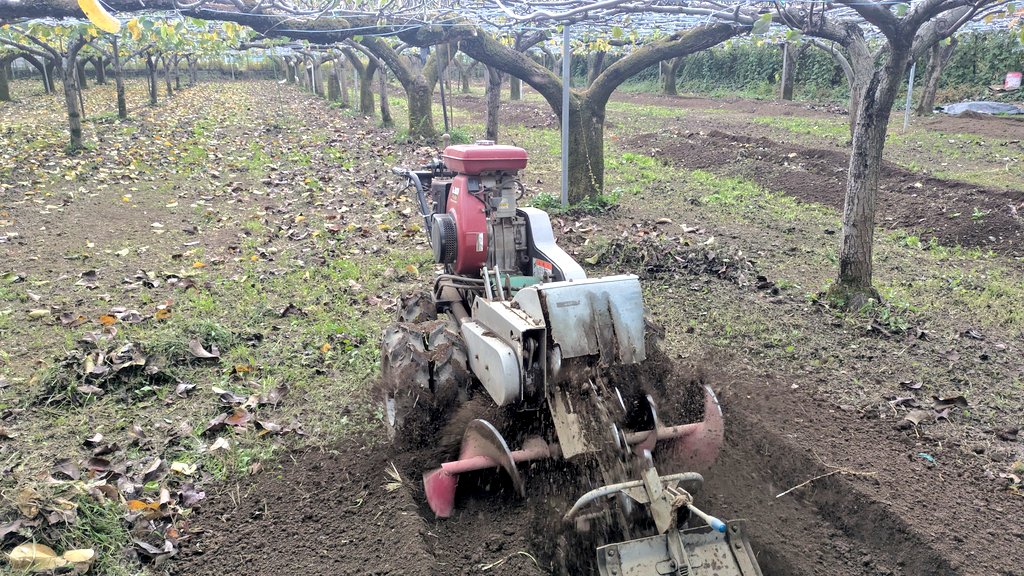 11月中旬からトレンチャーを使い梨畑・ブドウ畑に溝を掘っております。
溝の深さは30～40cmで、この中に落ち葉や藁たい肥などを入れていきます。

#稲城 #梨 #東京 #ブドウ #稲城市 #稲城の梨 #シャインマスカット #土づくり

〈幻の稲城ナシの過去現在未来と川清園の挑戦〉
tokyogrown.jp/topics/?id=165…
