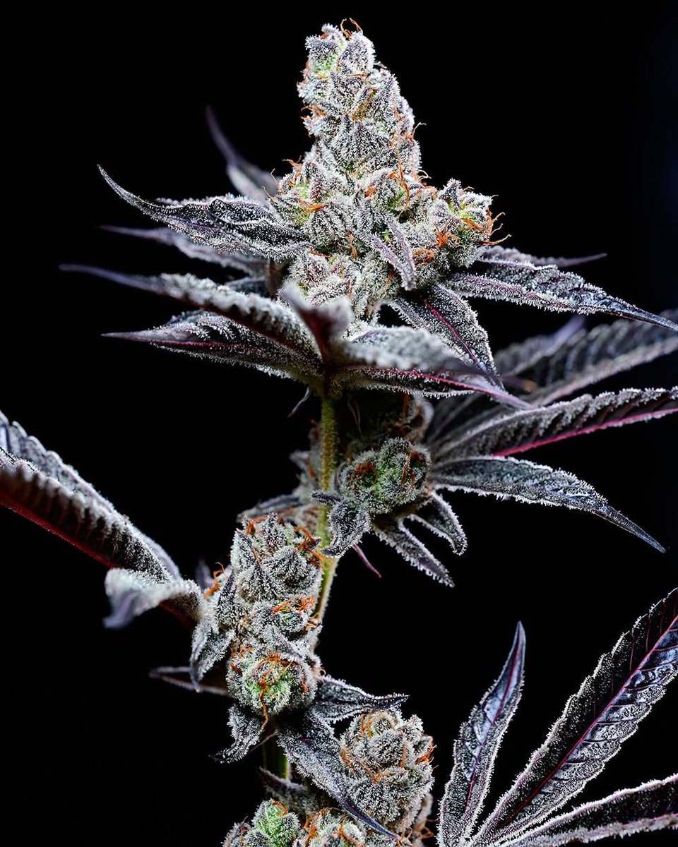 ToroGrow's tweet photo. Cookies Seed Bank - Mind Fuck (fem.) 🇺🇸 https://t.co/SSlc6ZLhrC🇺🇸/p/758086186 #семена #torogrow #Growshop #Cannabis #гроушоп #ToroGrowshop #Seeds #TG #каннабис https://t.co/S1pYVB1eNY