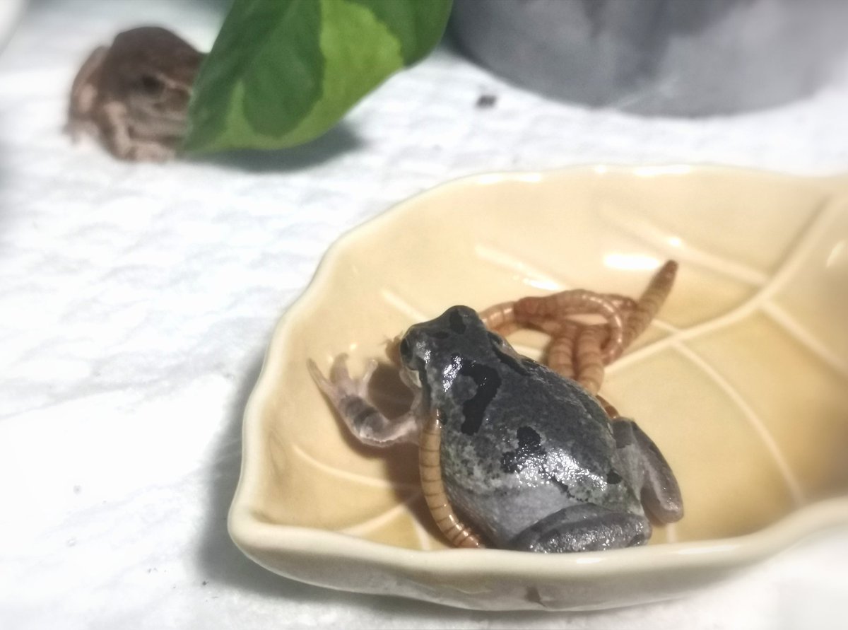 Miki (@sweetsweetdays) / Posts / X