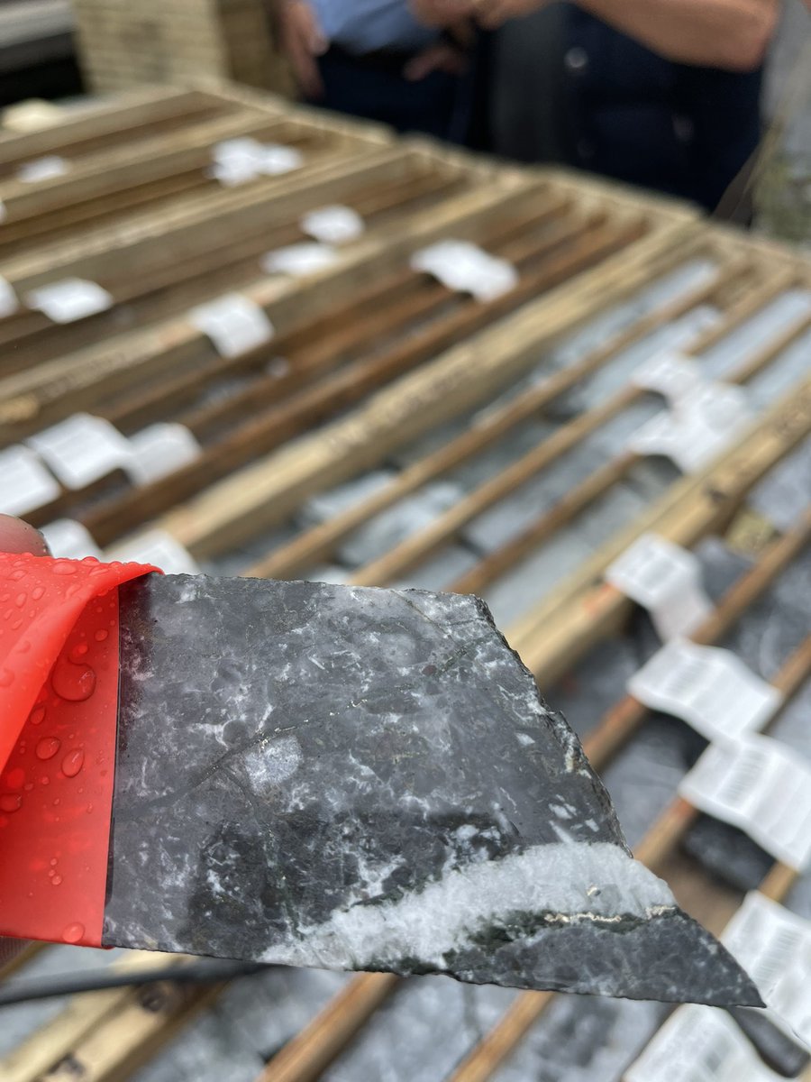 Dolly Varden Silver tweet media