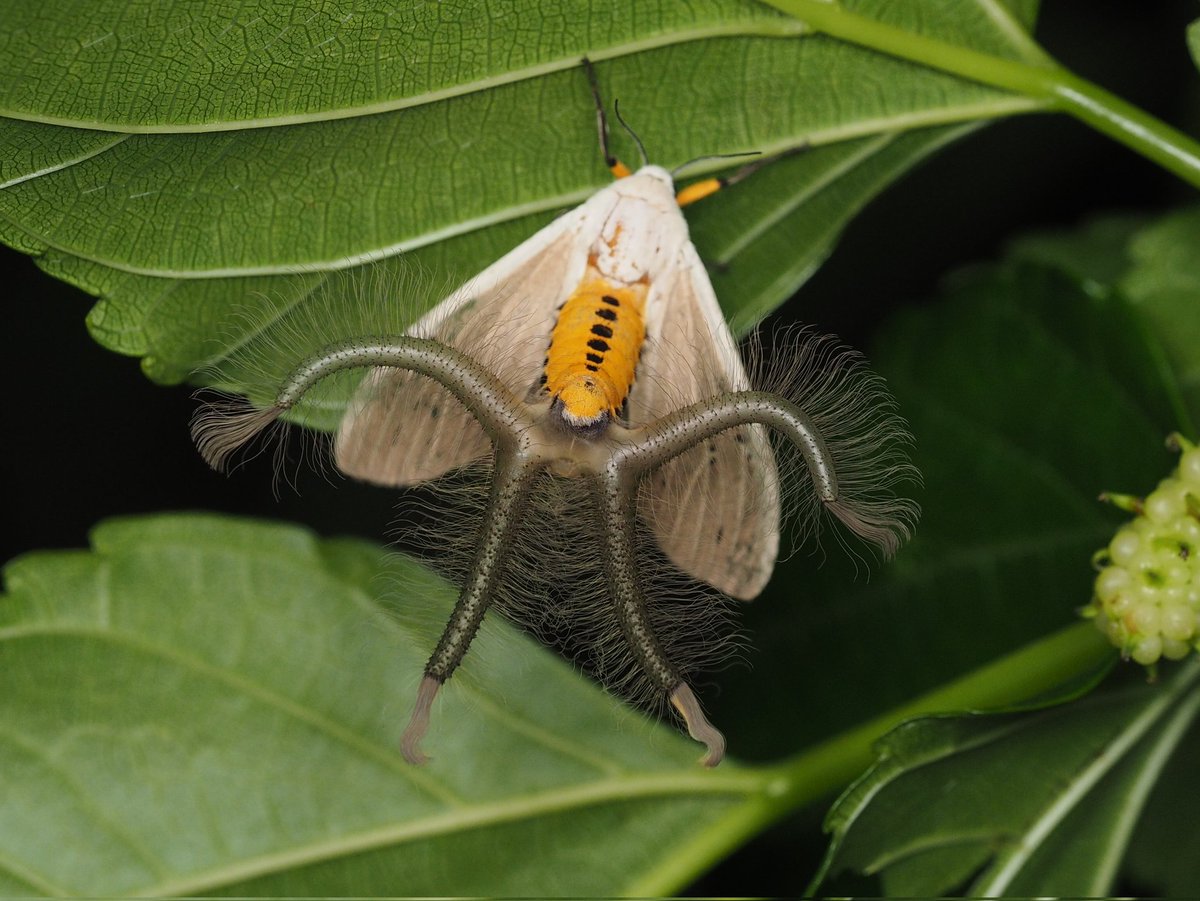 蕭聖翰 (@oba72367r) / Posts / X