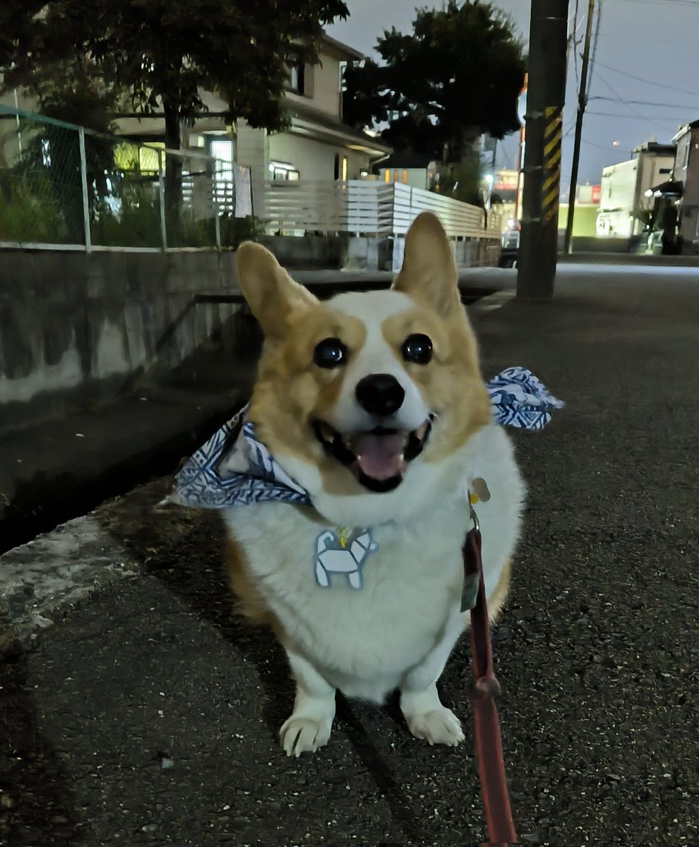 こんばんワンコ😁💩😆🌚🐕
あちらこちら、歩き回り、本日だけでも1時間40分元気やなぁ😆

#コーギー
#12歳
#犬のいる幸せ
#犬に感謝
