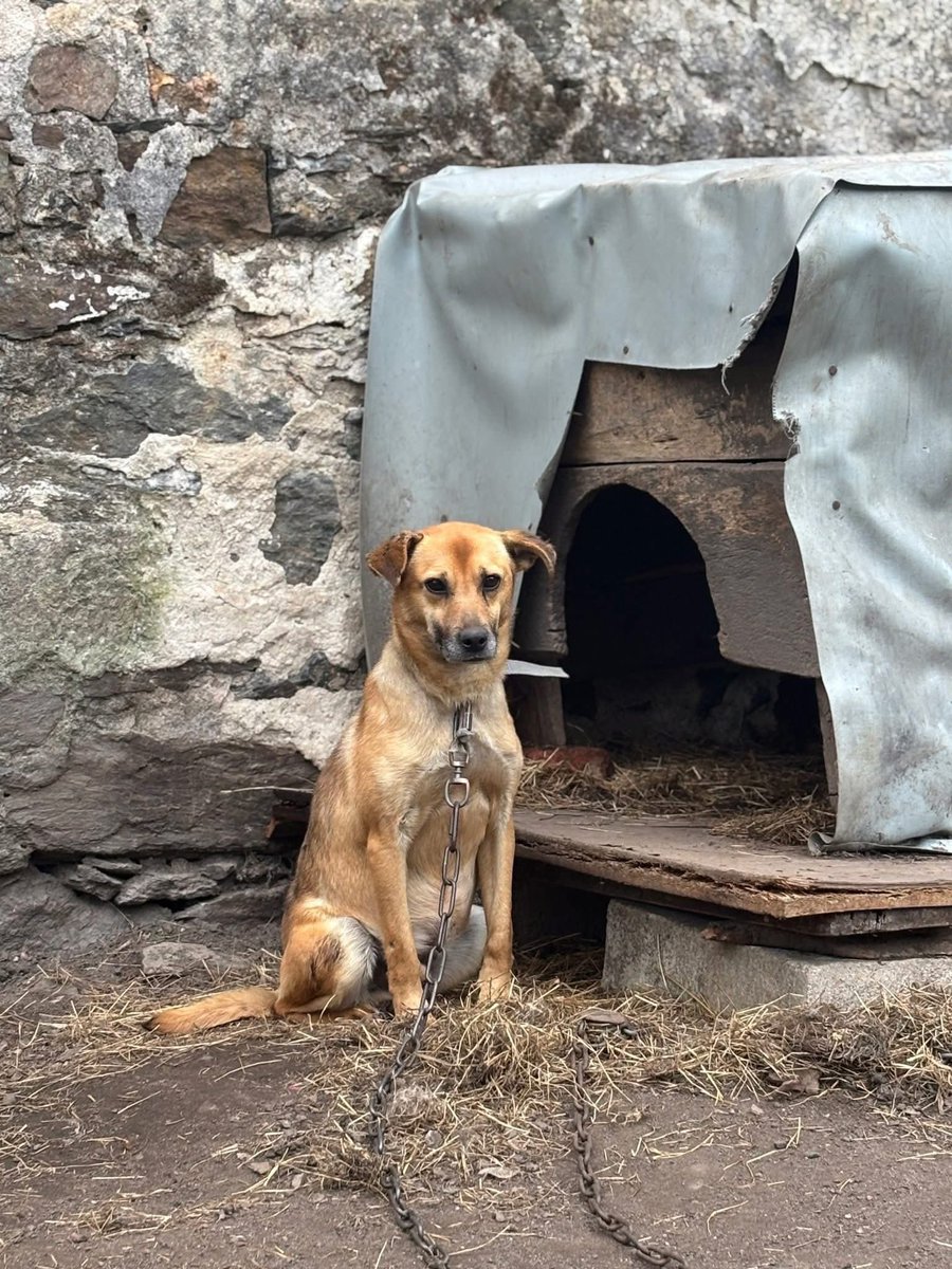 Rysik latami żył na łańcuchu, Guzik stracił dom w powodzi, a młody Strupek wygląda jak staruszek. Wszystkie do Ekostraży, która ruszyła z kampanią „Podaruj wigilijny cud psom odebranym z łańcucha”.
👉 Celem jest zebranie środków na pilny remont azylu. 
👉 wro.news/ZbiorkaEkostra…