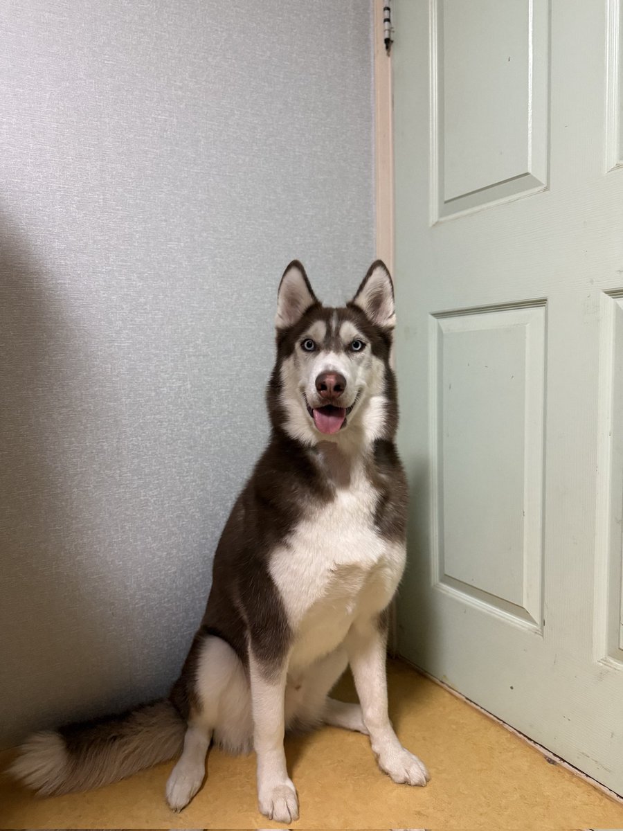 nomorelostpets's tweet photo. 합천에서 유실된
시베리안 허스키 녹두와 유자를 찾습니다!

녹두는 경북대학교 헌혈견 1호견이라고 해요😭🙏
많은 RT 부탁드려요
보호자님이 시골이라 굉장히 막막해 하세요ㅠ https://t.co/o48yKrWlRD