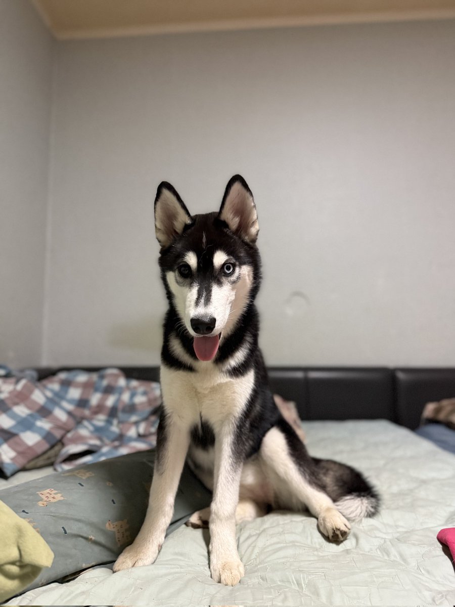 nomorelostpets's tweet photo. 합천에서 유실된
시베리안 허스키 녹두와 유자를 찾습니다!

녹두는 경북대학교 헌혈견 1호견이라고 해요😭🙏
많은 RT 부탁드려요
보호자님이 시골이라 굉장히 막막해 하세요ㅠ https://t.co/o48yKrWlRD