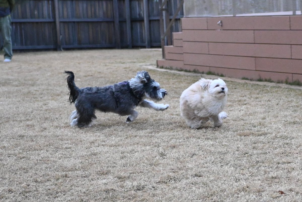 boku_soy's tweet image. 毛玉犬🧶🐶
この後、逃げ切りました💨💨💨

 #ポメプー  #pomapoo 
 #トイプードル #ポメラニアン 
 #ポメプーのSOY 
 #犬好き  #Nikon  #一眼レフ