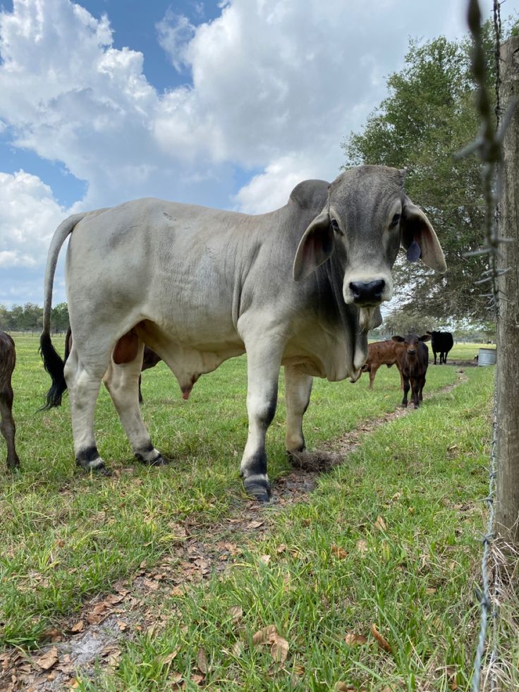 Antônia fazendeira 🌱alt tweet media