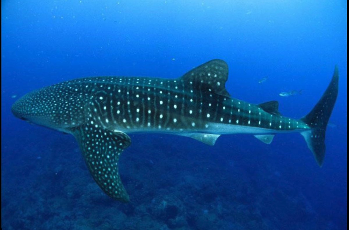 Shark update. A long-needed step forward.

CITES COP20 has agreed to move whale sharks, oceanic whitetips, and manta and devil rays to Appendix I, which stops all international commercial trade. This outcome reflects years of work by shark advocates around the world, and earlier