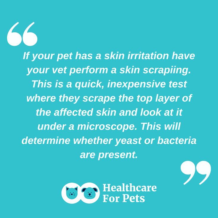 HealthCare_Pets's tweet photo. #TIP: Identifying skin irritations in pets with a #skinscraping.
For vet-approved strategies for dealing with #petallergies: https://t.co/NMXZ02CXIt
.
.
.
#DogHealth #CatHealth #PetHealth #PetWellness #DogAllergies #CatAllergies #PetSkin #DogTips #CatTips #PetTips #VetTips https://t.co/WB79w9jBxD