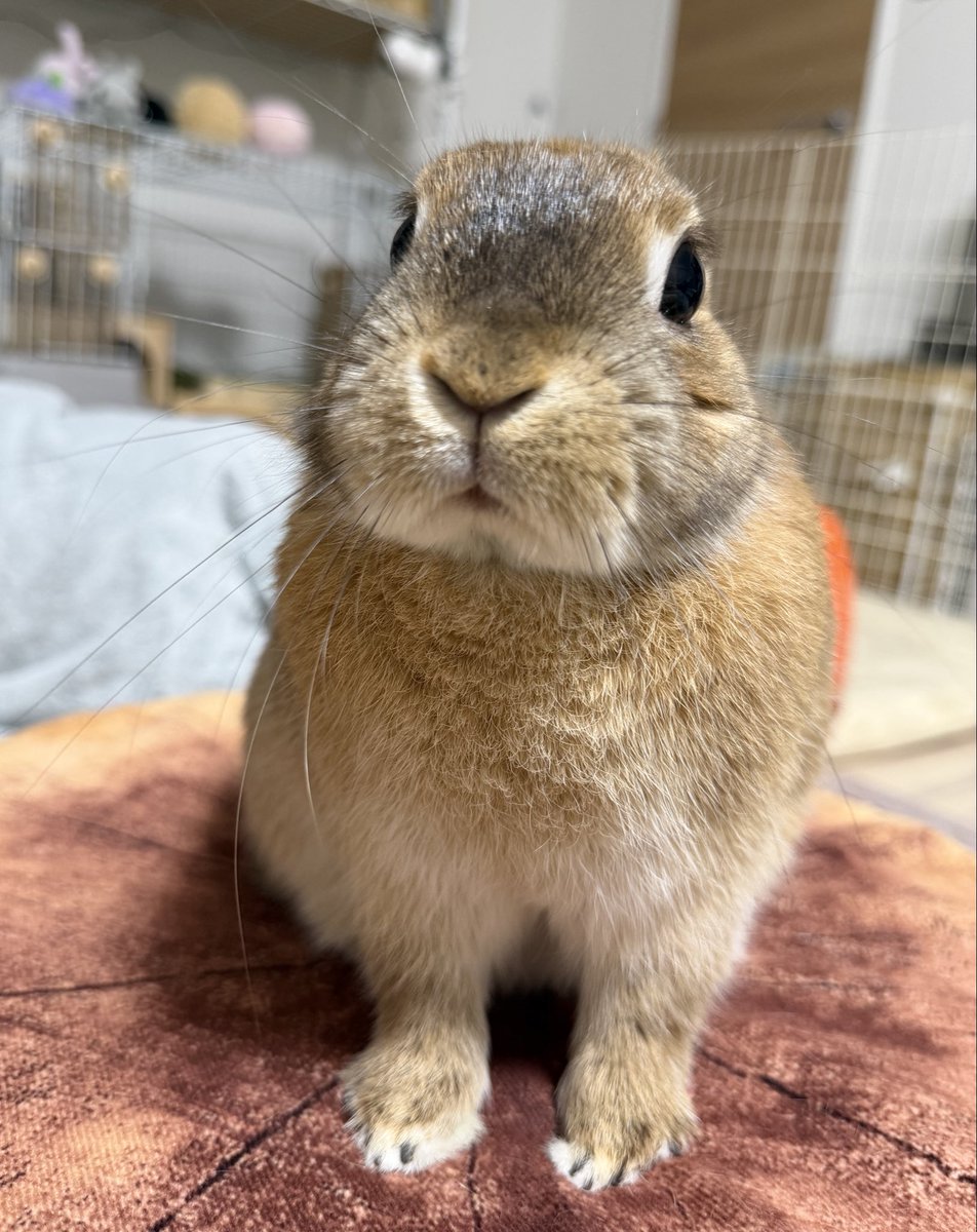 はでうさ やっぱりアイデンティティなくしがち #うさぎのいる暮らし