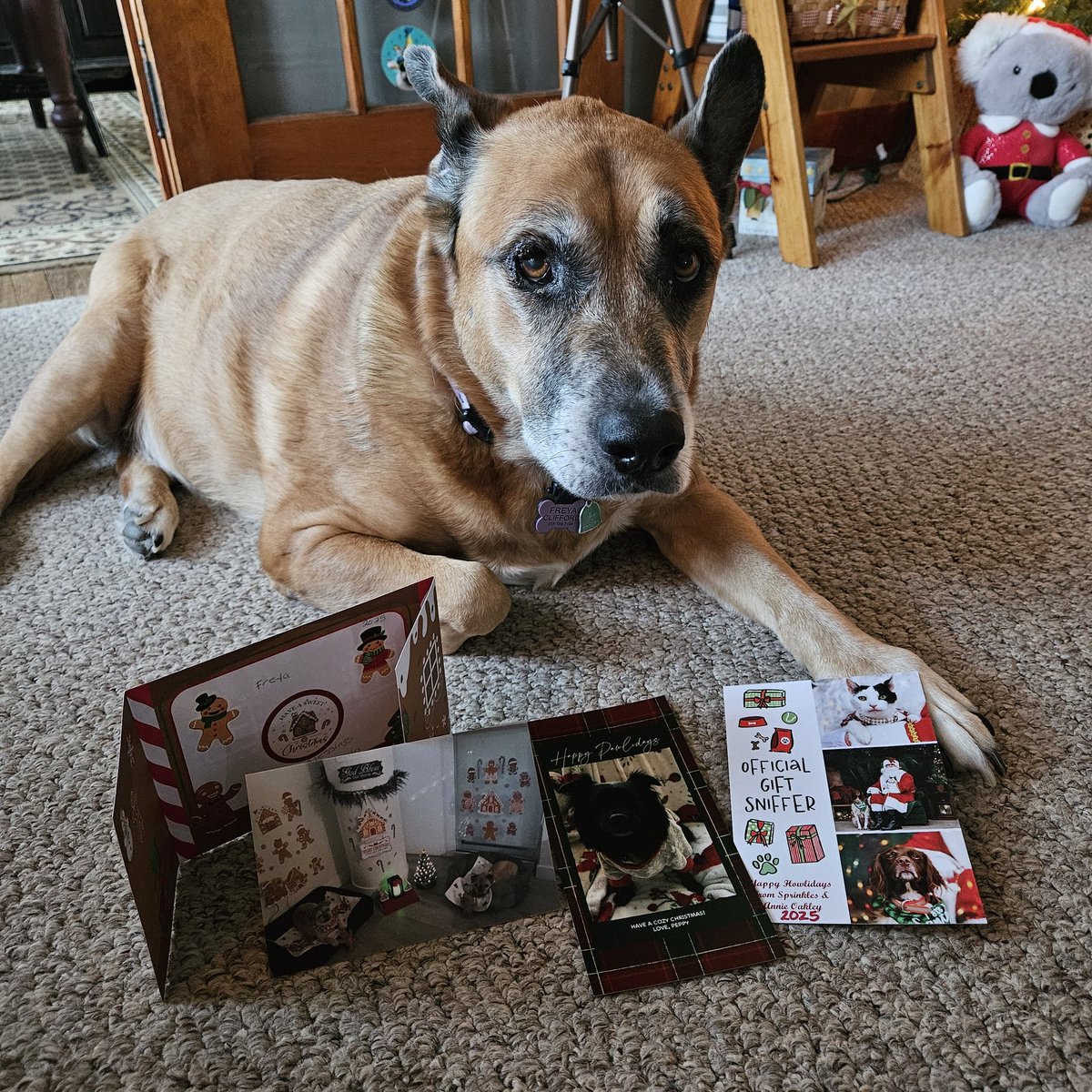 FreyasMuttHut's tweet image. A huge #pupmail haul this weekend!! A very big thank you to @ChrisMama2LW Lincoln &amp;amp; Walter, @pugger06 Peppy, @TheAnnieOakley @TheSprinklesCat Annie &amp;amp; Sprinkles, @HeatherPrunkl Minnie &amp;amp; Molly, Luna the Looney, and Bella B! So much Christmas joy!! I lubs each and every one of you!