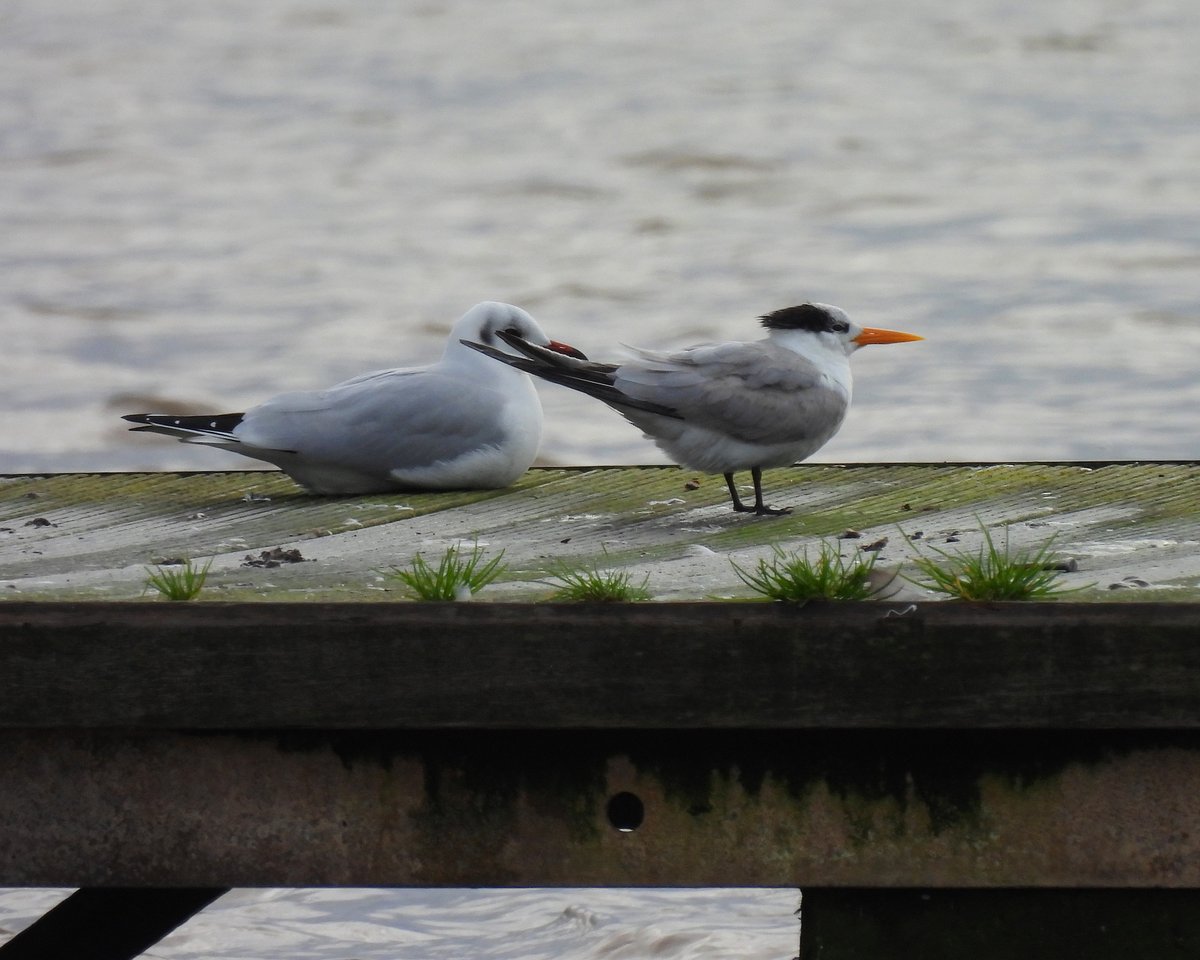 Dave Boult tweet media