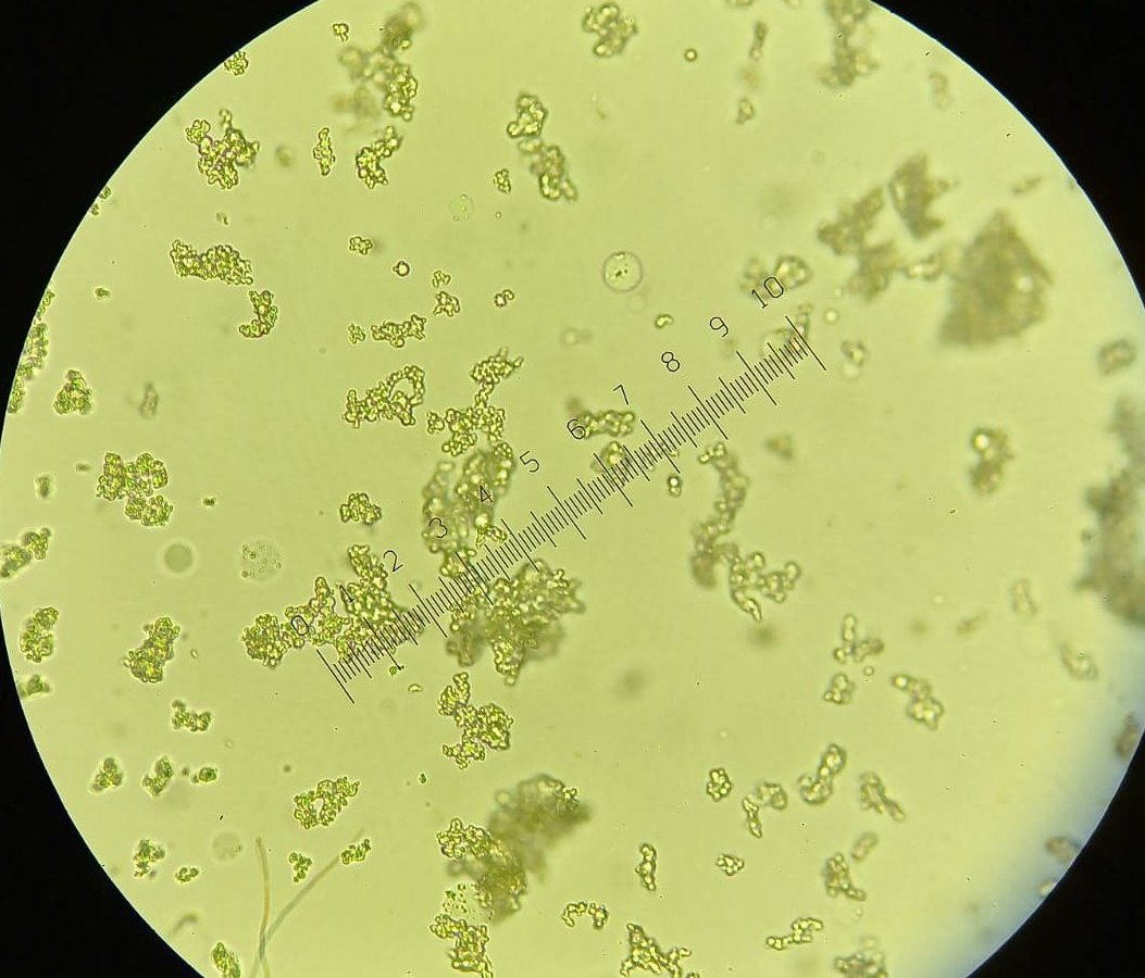 Juan Ignacio Cacciavillani tweet media