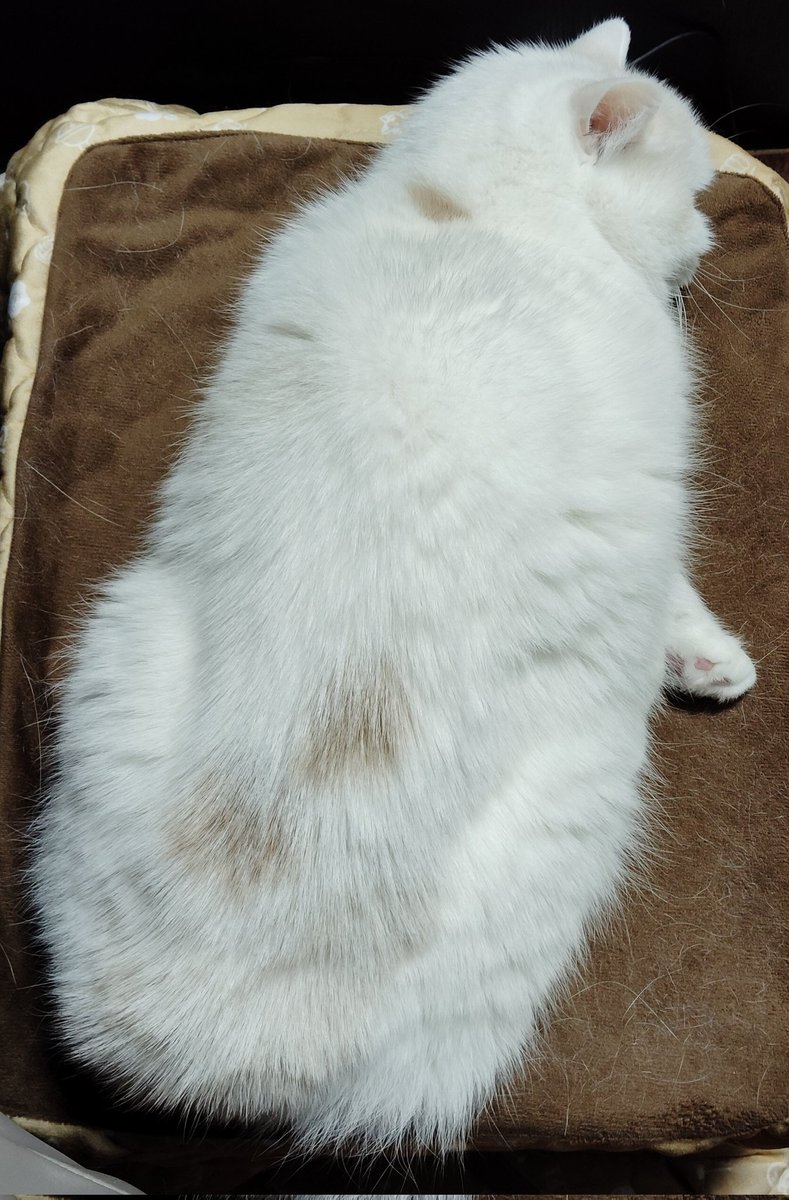 2/2 ふくちゃん 福ちゃん (@fukuchanwhite) on X