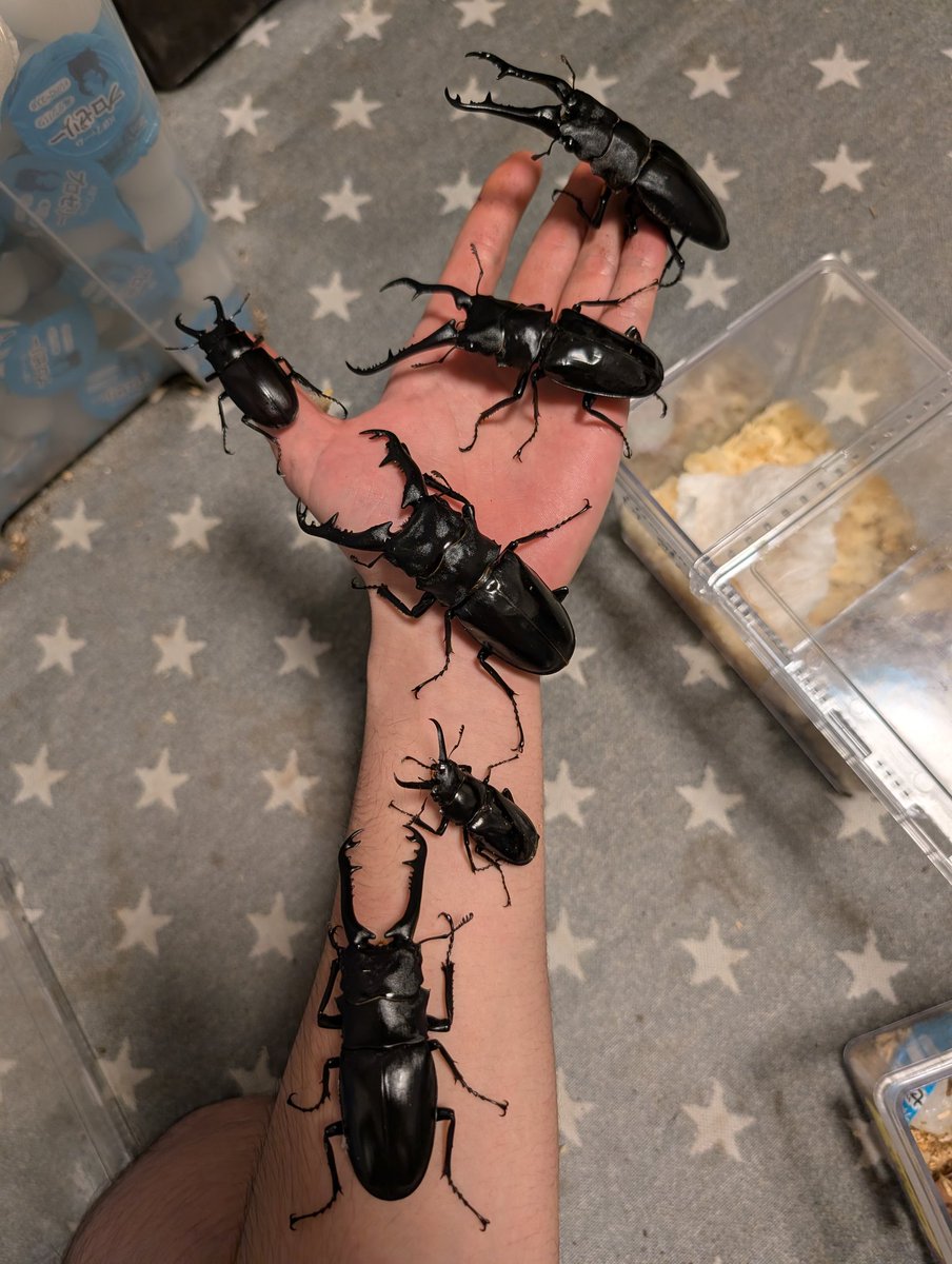 カブクワマン (@bpUl5PjlGtxiF6L) / Posts / X