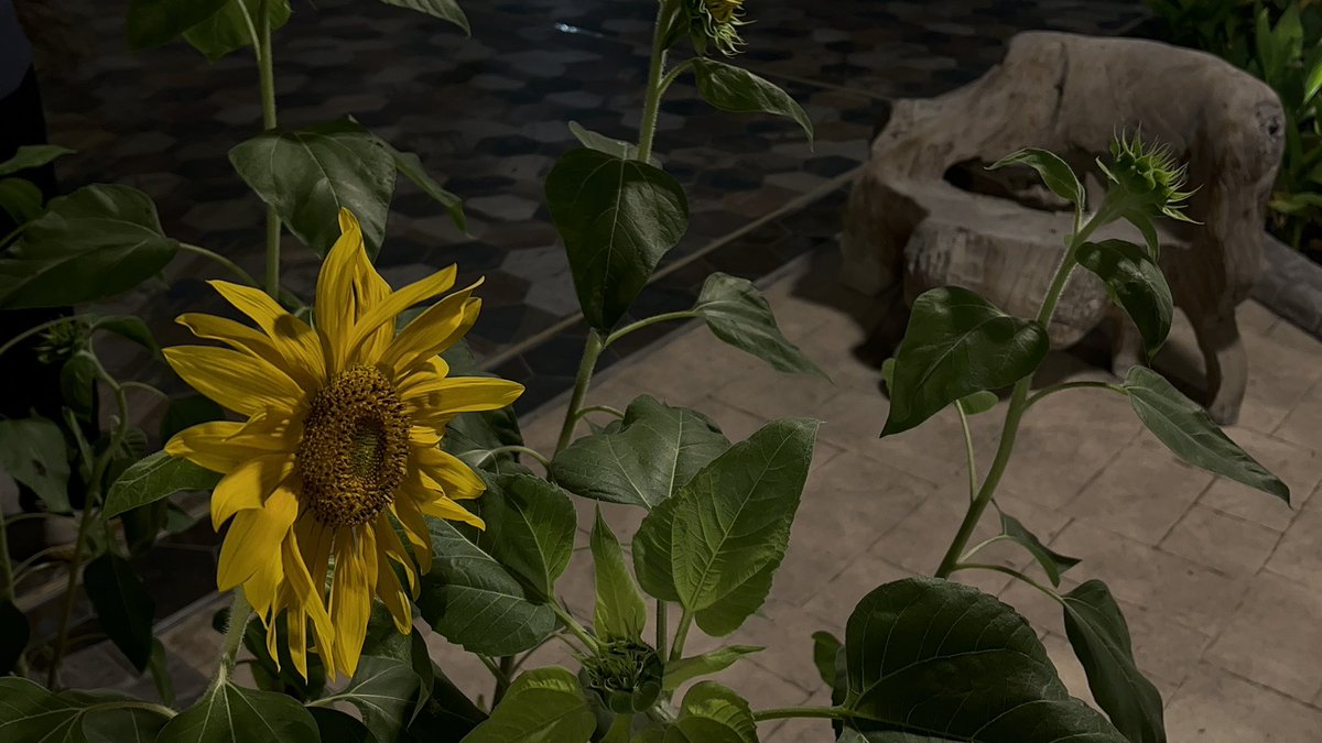 شوف بقينا فين يا قلبي وهي راحت فين
شوف خذتنا لفين يا قلبي وشوف سابتنا فين