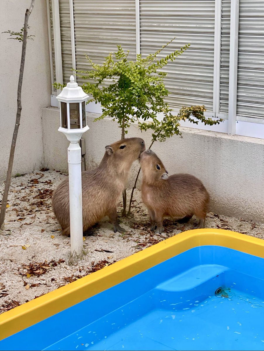 ▔▔▔▔▔▔▔▔▔▔▔▔ 懐かしいな マロンちゃん 初めてのkiss💋 左