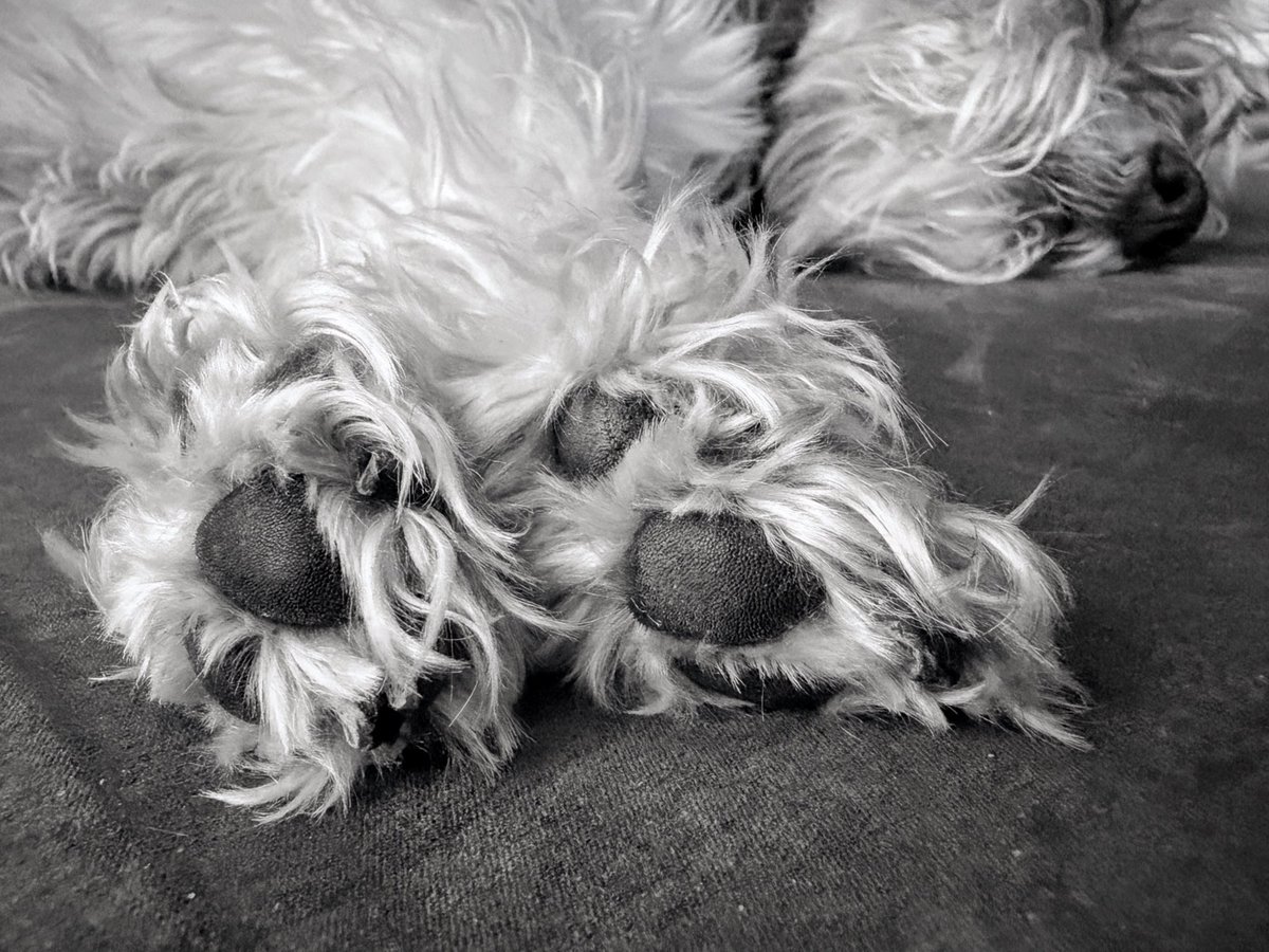 carmilevy's tweet photo. Since it was a busy day for us yesterday, it was a busy day for her, as well. Hence the toe beans.
I don’t think she moved from that spot all evening, and I wasn’t about to interrupt her dog dreams.
They looked like happy ones.
#ldnont #callithewonderschnauzer #actofdog https://t.co/QEFCGUSiUT