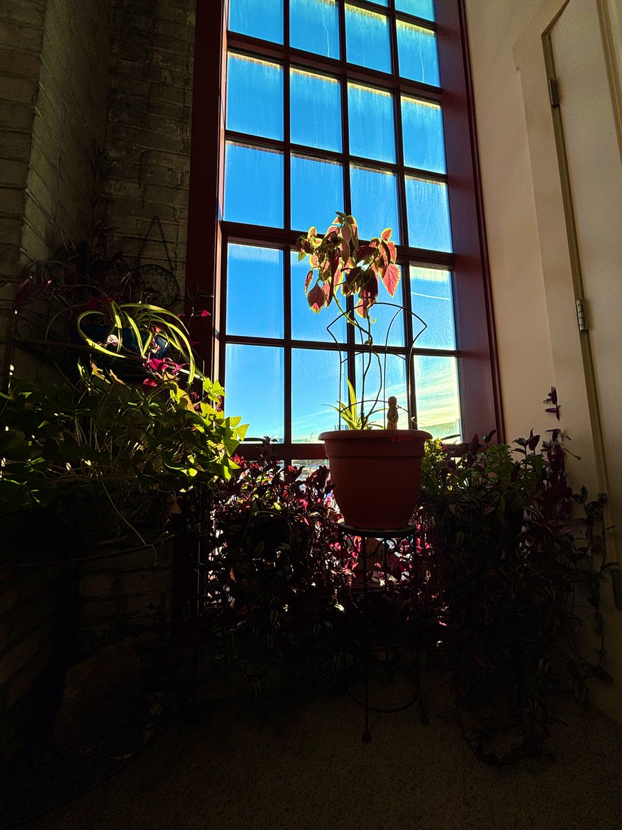 Jonah 🐶✨(in memorium) tweet media