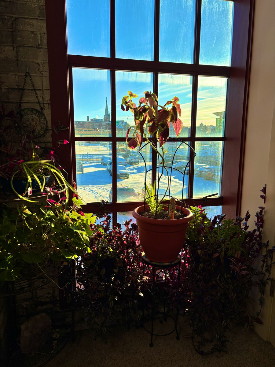 Jonah 🐶✨(in memorium) tweet media