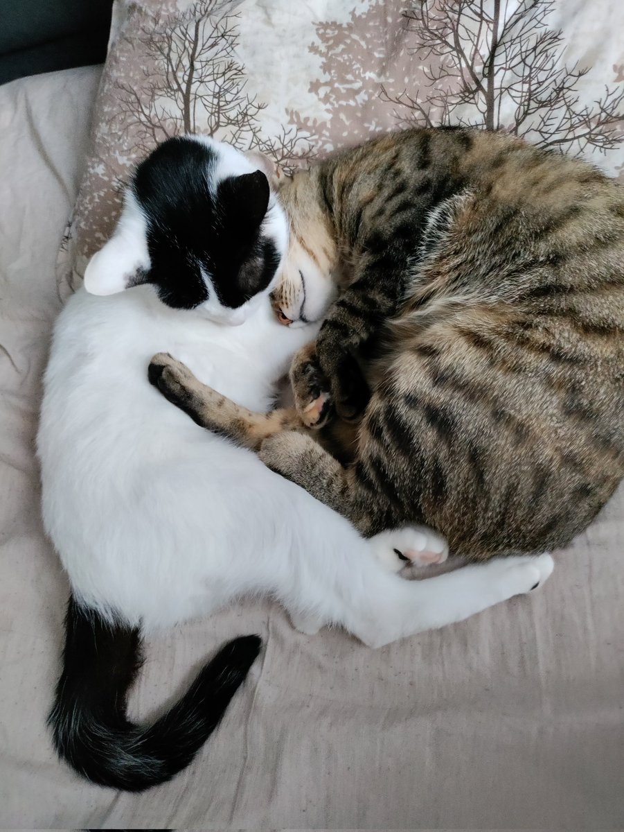 Patik ile Mırmırsuya kavuşmanın mutluluğunu yaşıyorum