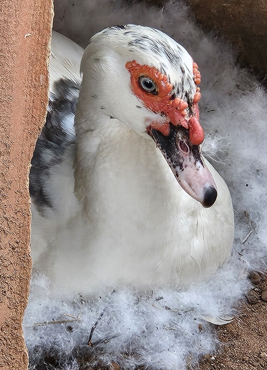 Un dia como hoy es ideal para seguir incubando