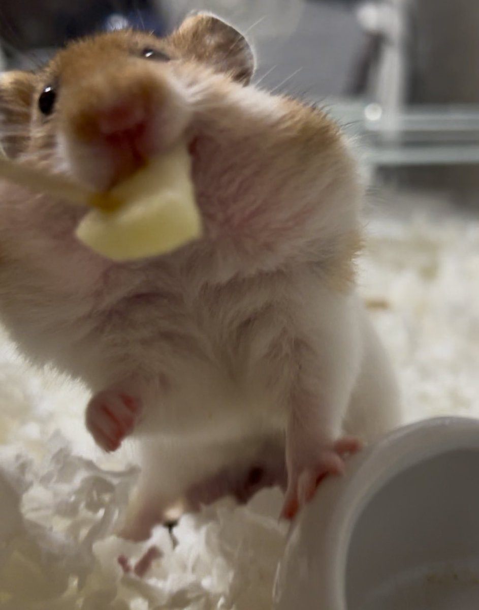 ぼんたんは生のりんご好きみたい🍎