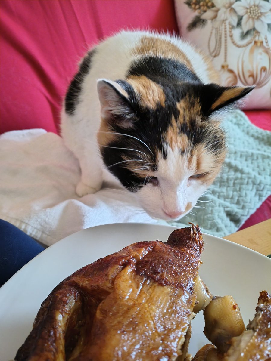 *Die Angestellte war einkaufen und hat uns was leckeres mitgebracht*🐓😺