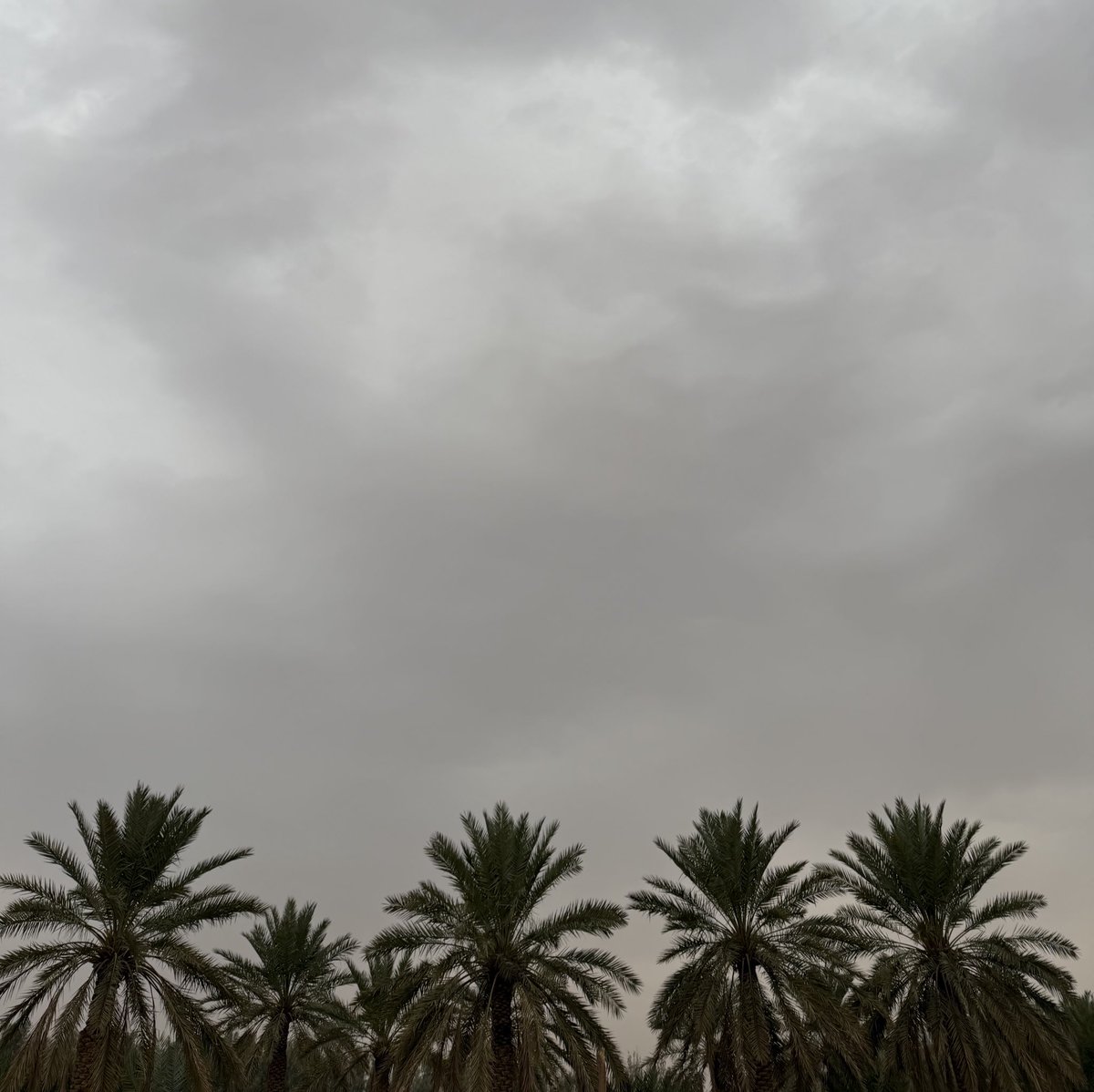 _mzdanh's tweet image. &quot;في لحظة تسوى العمر
رفعت كفّي للسماء
الغيم بللني مطر..
بللت انا الغيمة دعاء&quot;