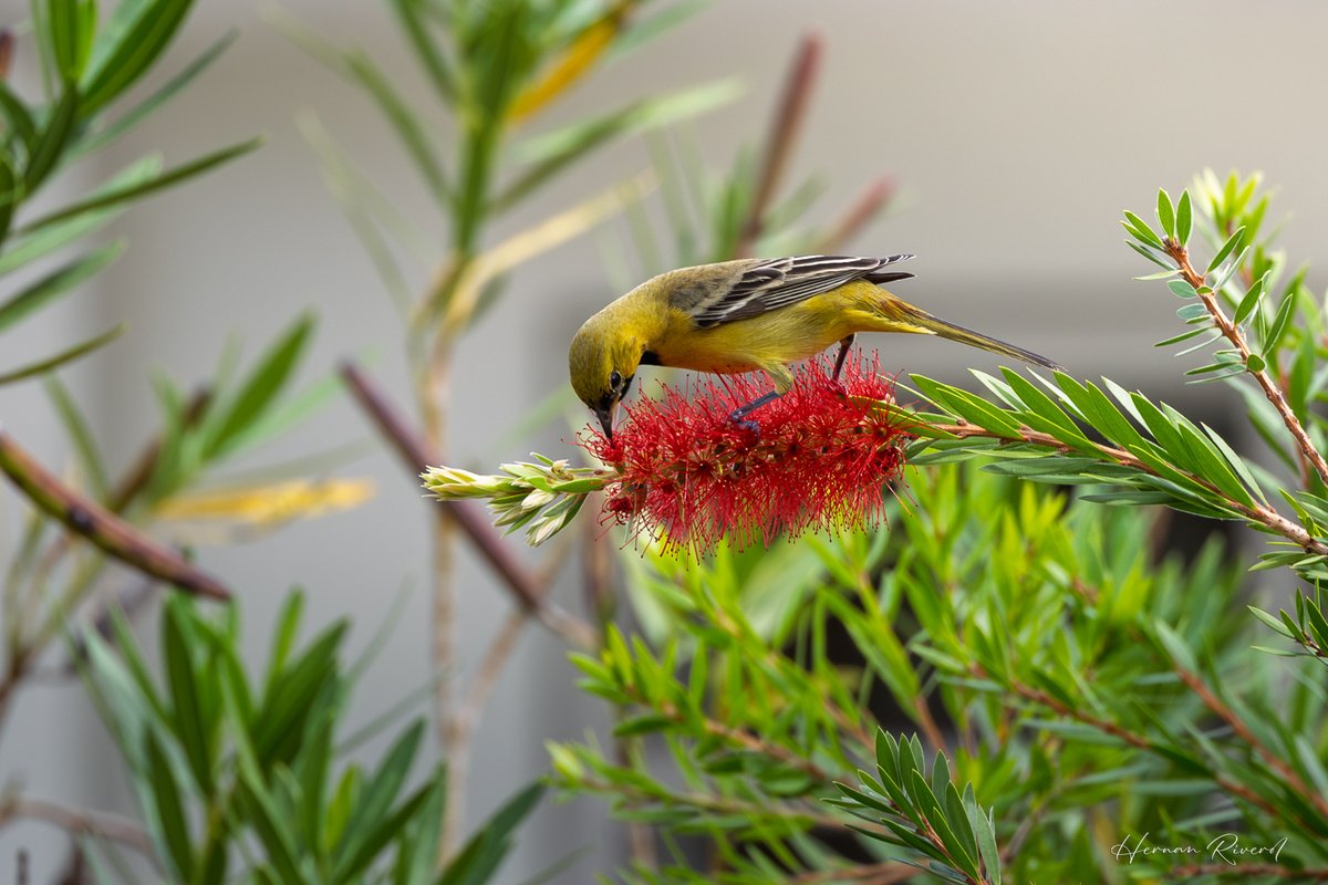 From the backyard...
Morelet's Seedeater and Orchard Oriole 
Ladyville, Belize
December 2025
#BirdsOfBelize #BirdsSeenIn2025 #birds #birdwatching #BirdsOfX #BirdsOfTwitter