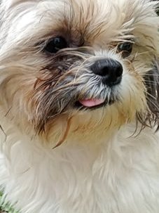 Good morning Everyone. It's #Tongue #Out #Tuesday Fiona gives a very delicate ladylike one again today. It's still very mucky in the yard after all the rain. Take care &amp; have a great day wherever you are in the world. Teacups family.xx 🇵🇭🐶❤️💗🥰😍👍
#dogs #dogsofX #tuesdayvibe