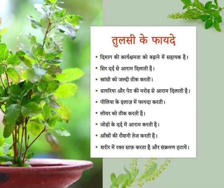 25 दिसंबर तुलसी पूजन दिवस — प्रदूषण से लड़ने का सरल व प्रभावी उपाय।
हर घर में तुलसी, हर मन में पवित्रता।
संत श्री आशारामजी बापू के इस अनोखे अभियान को नमन।
#तुलसी_पर्यावरण_स्वास्थ्य_का_आधार