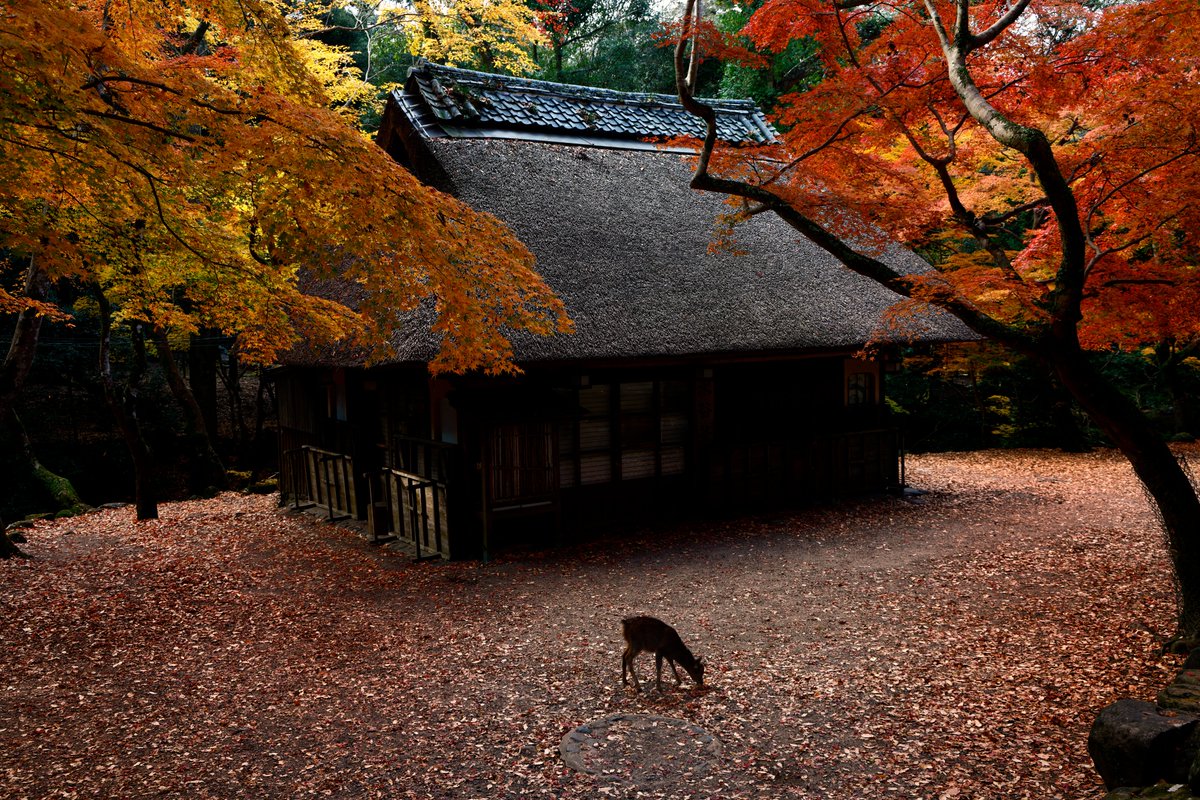 残秋🍁奈良公園