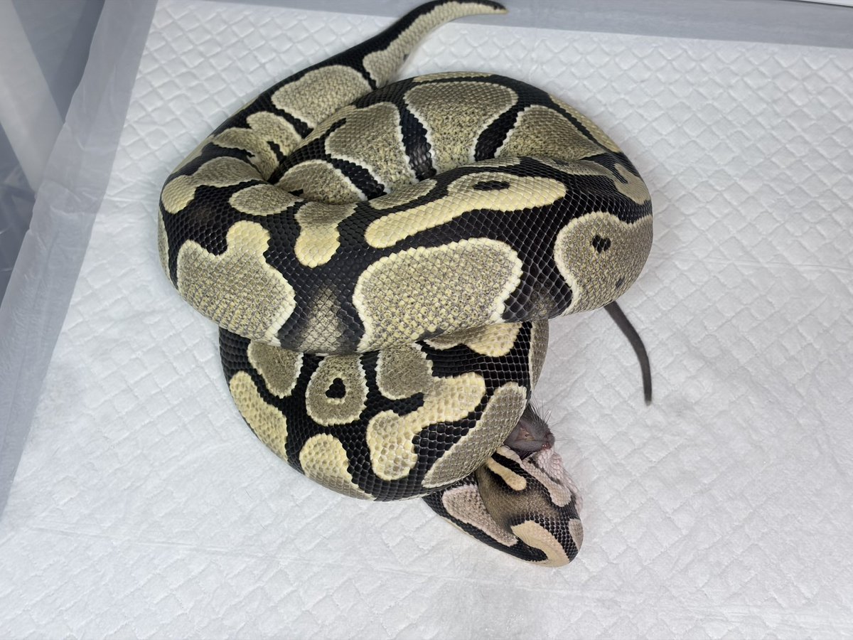 spDaball12's tweet image. 去年のRAMPAGEで迎えた子
もう1年か
拒食とかその他問題もなく常に食えていらっしゃる

1年前に１回会っただけなのに覚えてもらえてたのは嬉しかった

DG♀