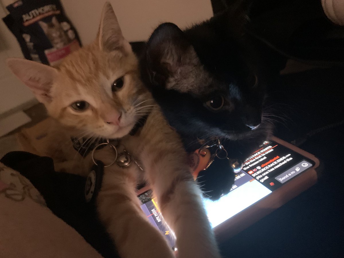 I just dropped Pumpkin &amp; Thistle off for surgery and I won’t see them for 9 hours I’m so worried about them 🥺
Also I will have 0$ after this 😵‍💫