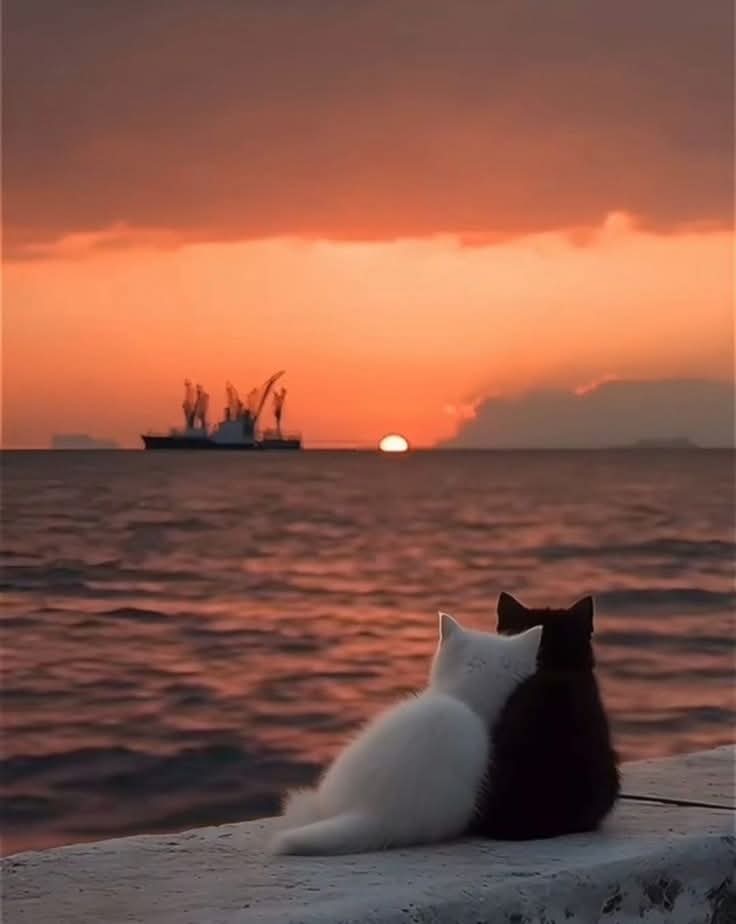 أحب الرحمة وأحب من يتحلَّى بها ،
وأنا على يقينٍ تامٍّ بأن الله يَرعى قلب من يُراعي قلوب خلقِه ..