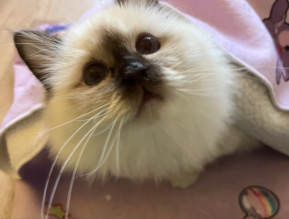 Ihr seid sucht noch das perfekte Weihnachsgeschenk? 

Dann habe ich den perfekten Vorschlag!!

Approved by cats ✨

Die Luna Kuscheldecke (Link in den Kommentaren)