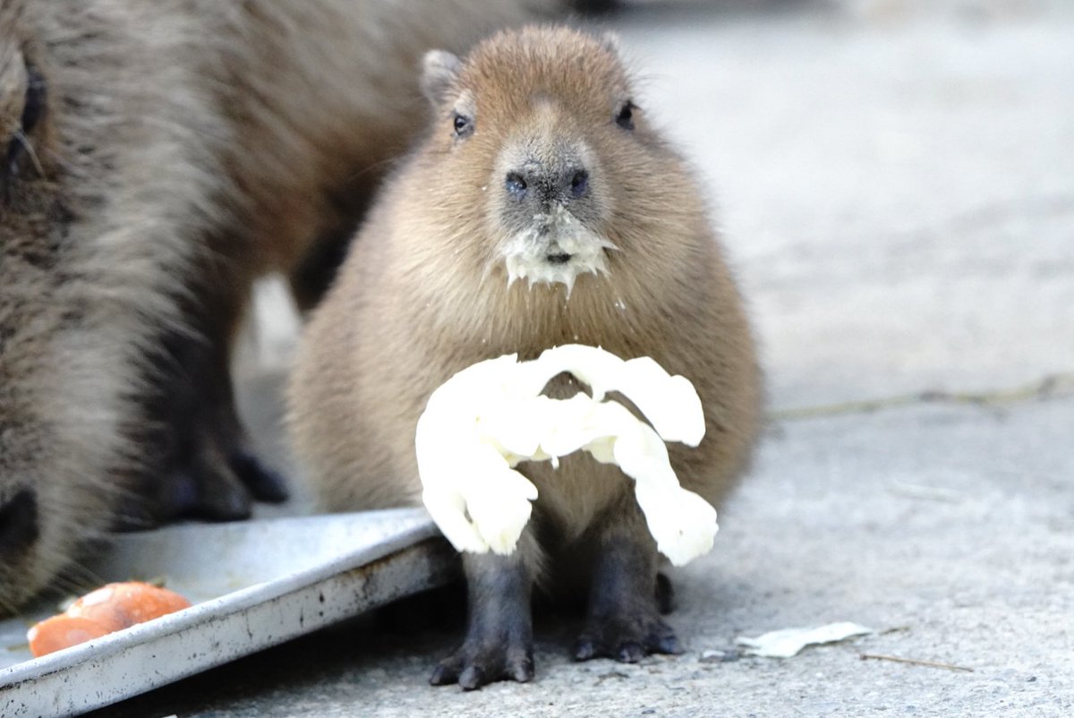 ちまちゃん (@nn930310) / Posts / X