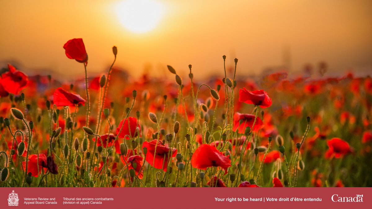 110 years ago today, the poem “In Flanders Fields” by John McCrae was  published. To learn more about this powerful poem, check out the following  link: https://t.co/qro9iYNUUf, image size:1200x675