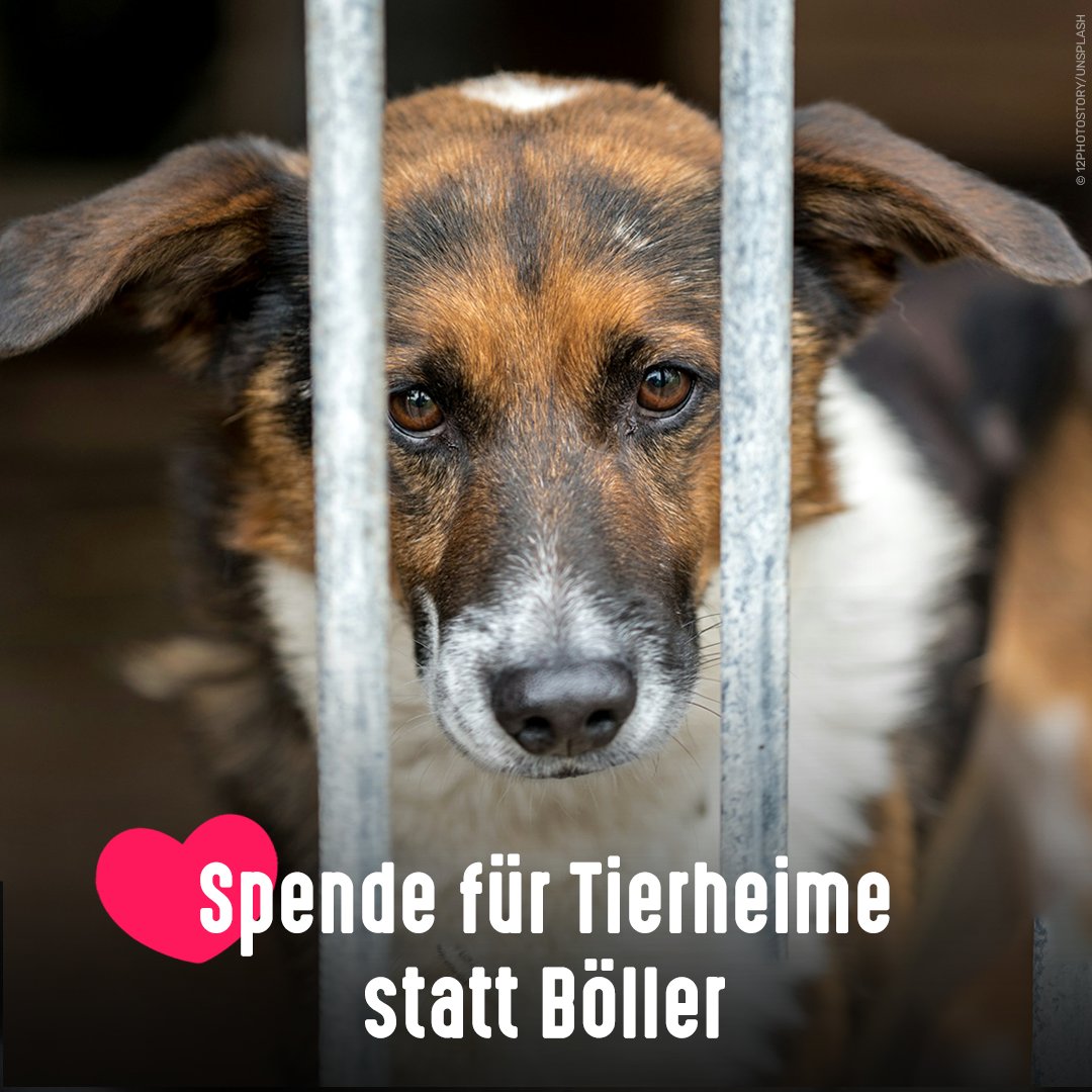 tierschutz_bund's tweet image. Feuerwerk zu Silvester bedeutet für viele Tiere Stress, Panik und Angst. 🎆😢

Warum das Geld für Raketen und Böller nicht lieber für den guten Zweck einsetzen?

Viele Tierheime sind schon lange am absoluten Limit und können jeden Euro gut gebrauchen ❤️👉 tierschutzbund.de/helfen/spenden…