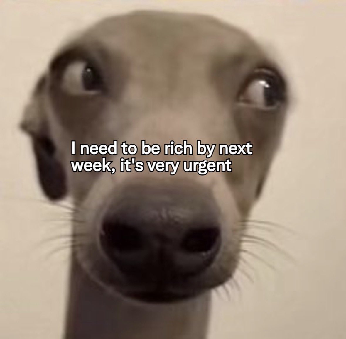 raccoon aesthetic. tweet media