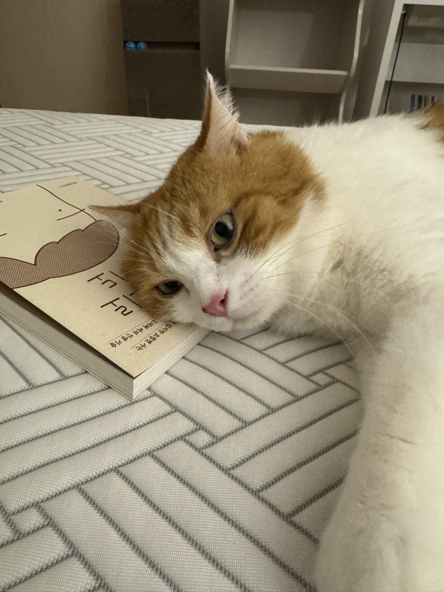 다사다난한 2025년 이래저래 부침많은 두 집사 끌고 씩씩한 오봄 친구 고마웠다 올해도🥰 안 올라오던 침대에도 뾱뾱 잘 올라오고 애교가 부쩍 늘었으며 더 수다스러웠던 열살 오봄. 사랑해 지이이인짜로 많이. 앞으로도 계속 건강하렴 내 사랑