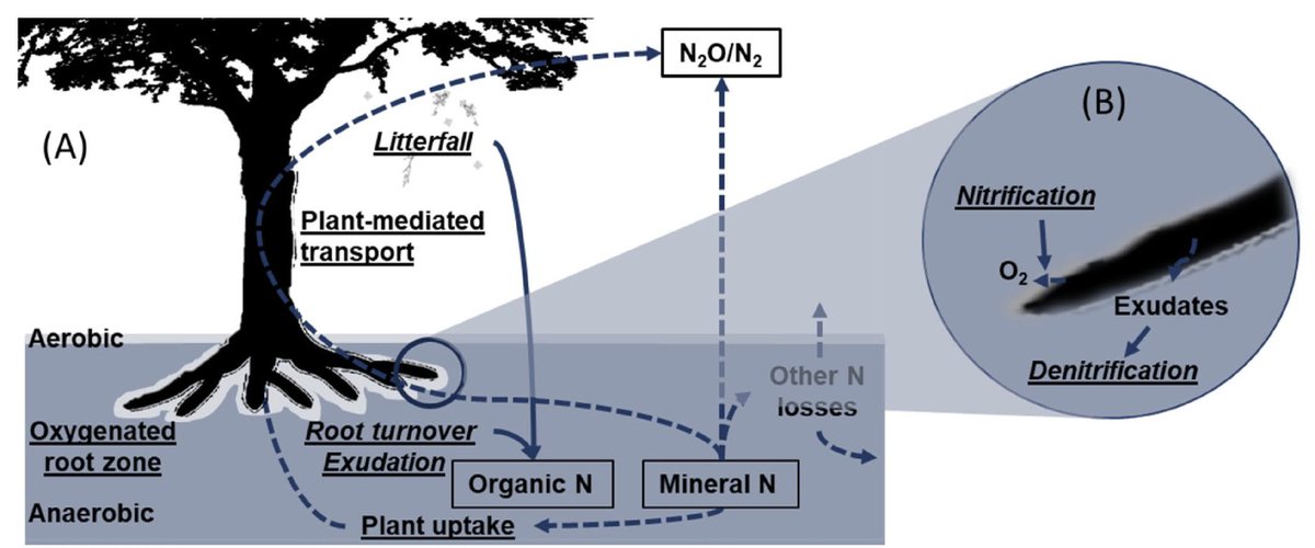 Tropical Ecology tweet media