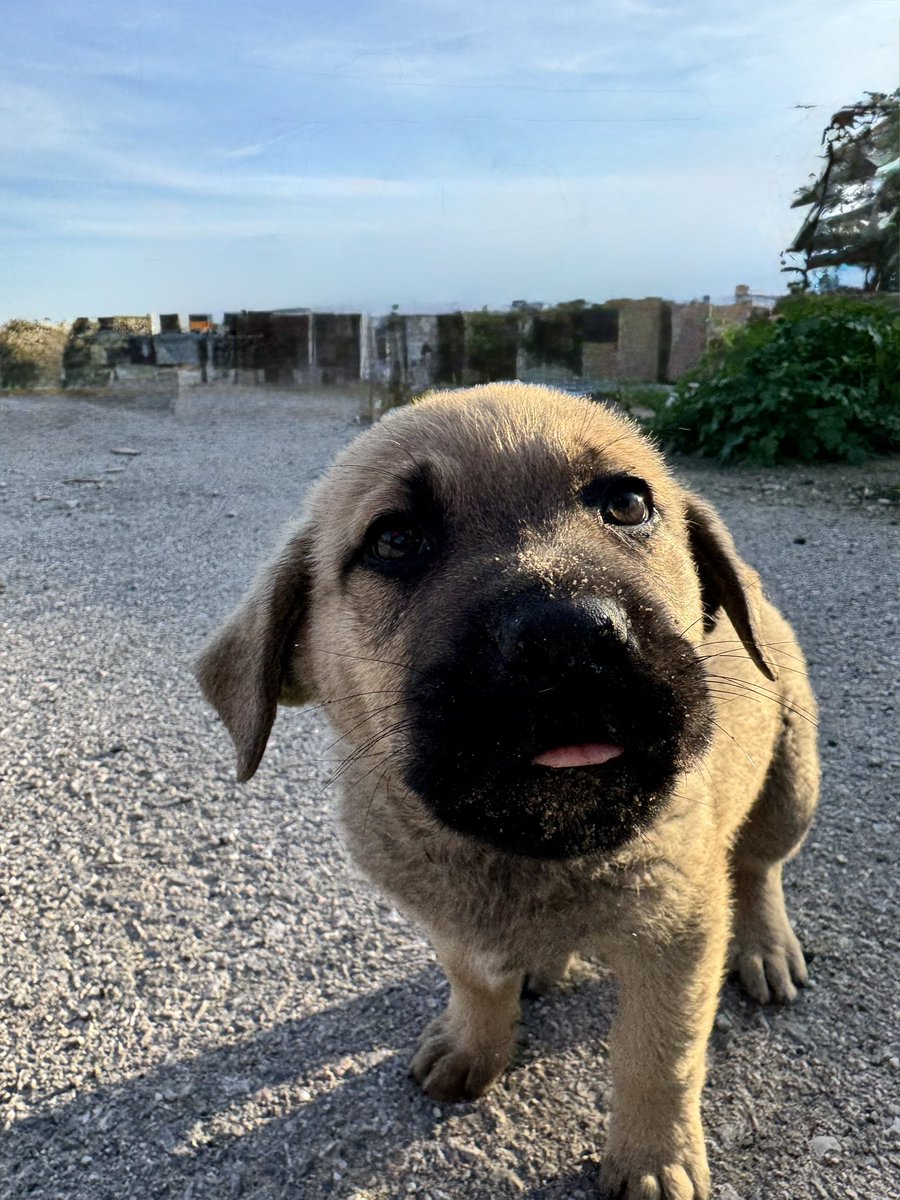 Gününüz kötüyse, benimkine bakın 🐾