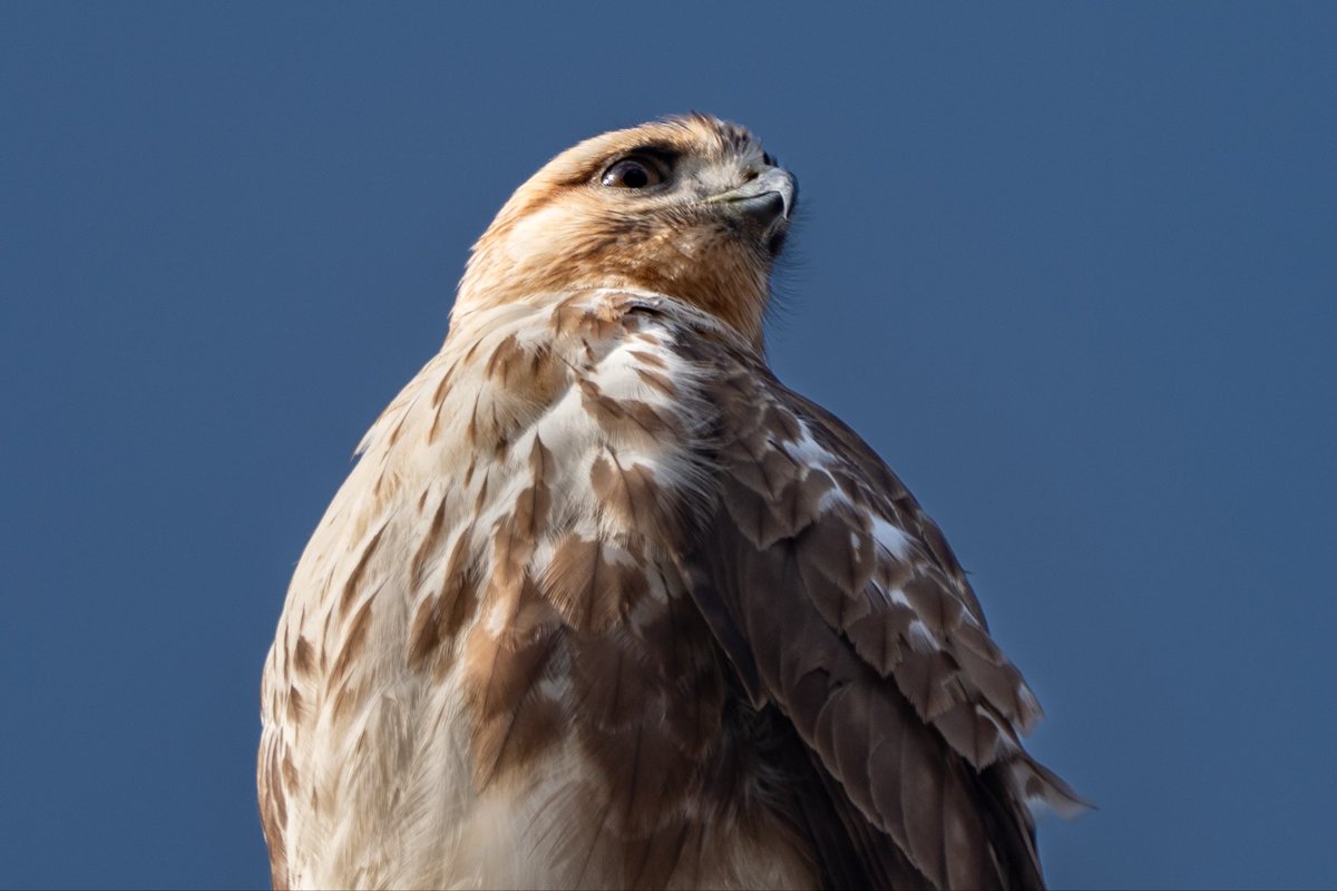 高いところから獲物を探しているようでした。
#ノスリ #野鳥撮影 #SonyAlpha